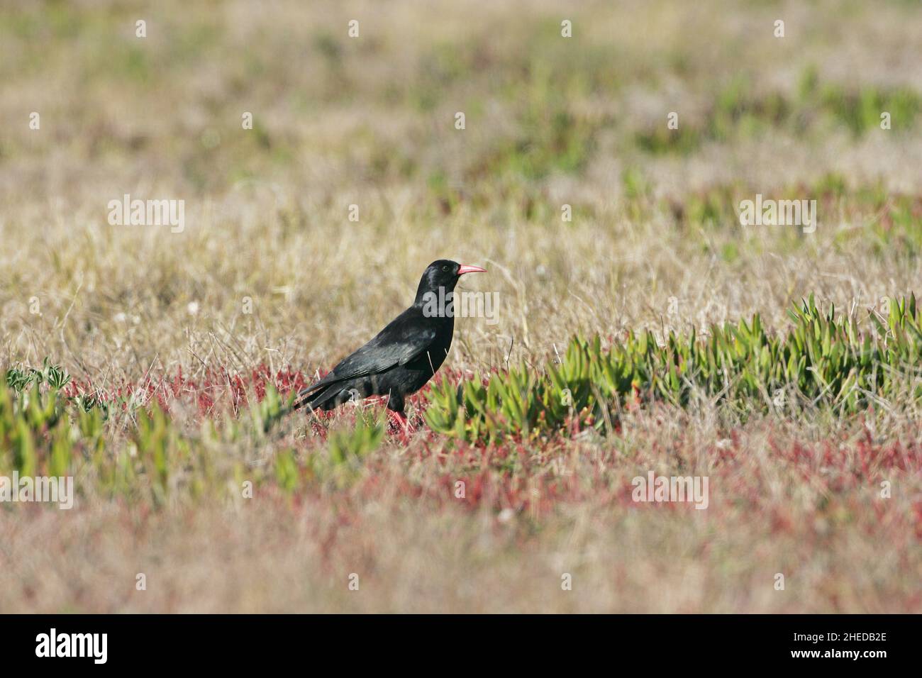 Pyrrhocorax pyrrhocorax, qui se nourrit de pyrrhocorax dans les prairies, Ponta de Sagres, Algarve, Portugal Banque D'Images