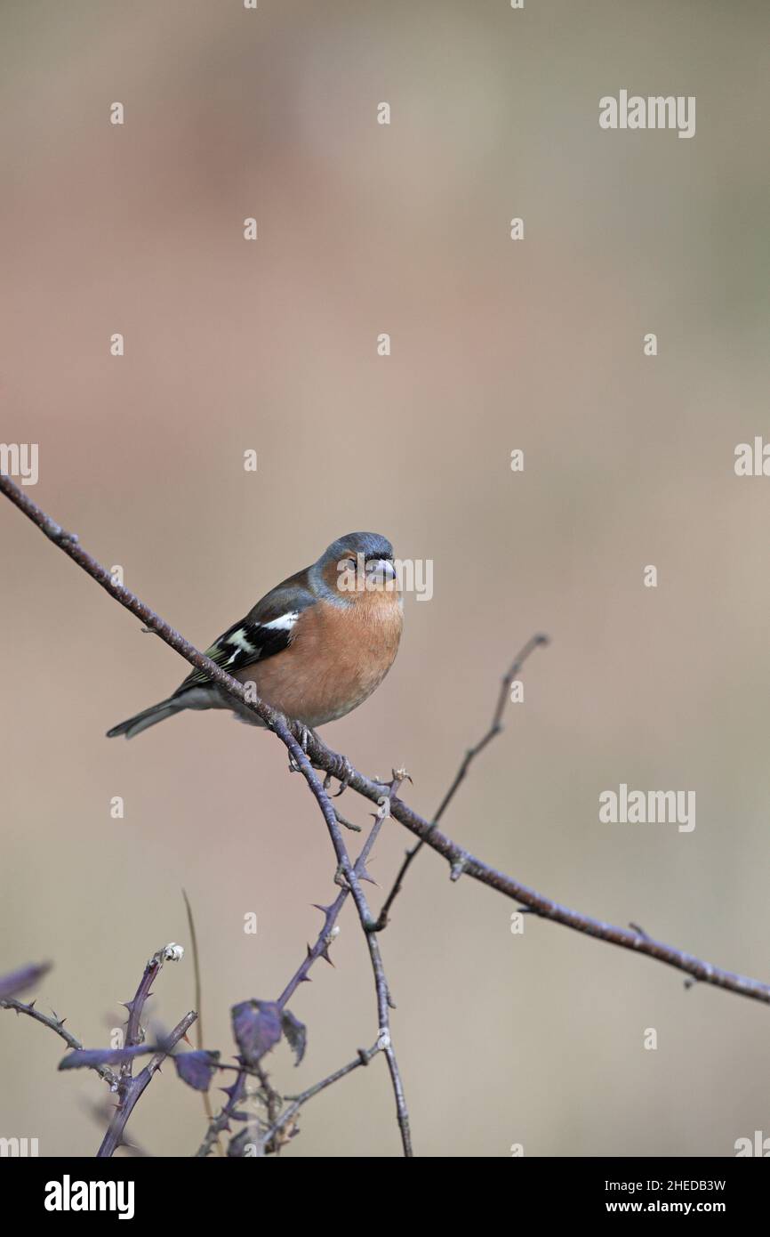 Coelebs communs Fringilla coelebs mâle perchée sur la branche New Forest National Park Hampshire Angleterre Royaume-Uni Banque D'Images