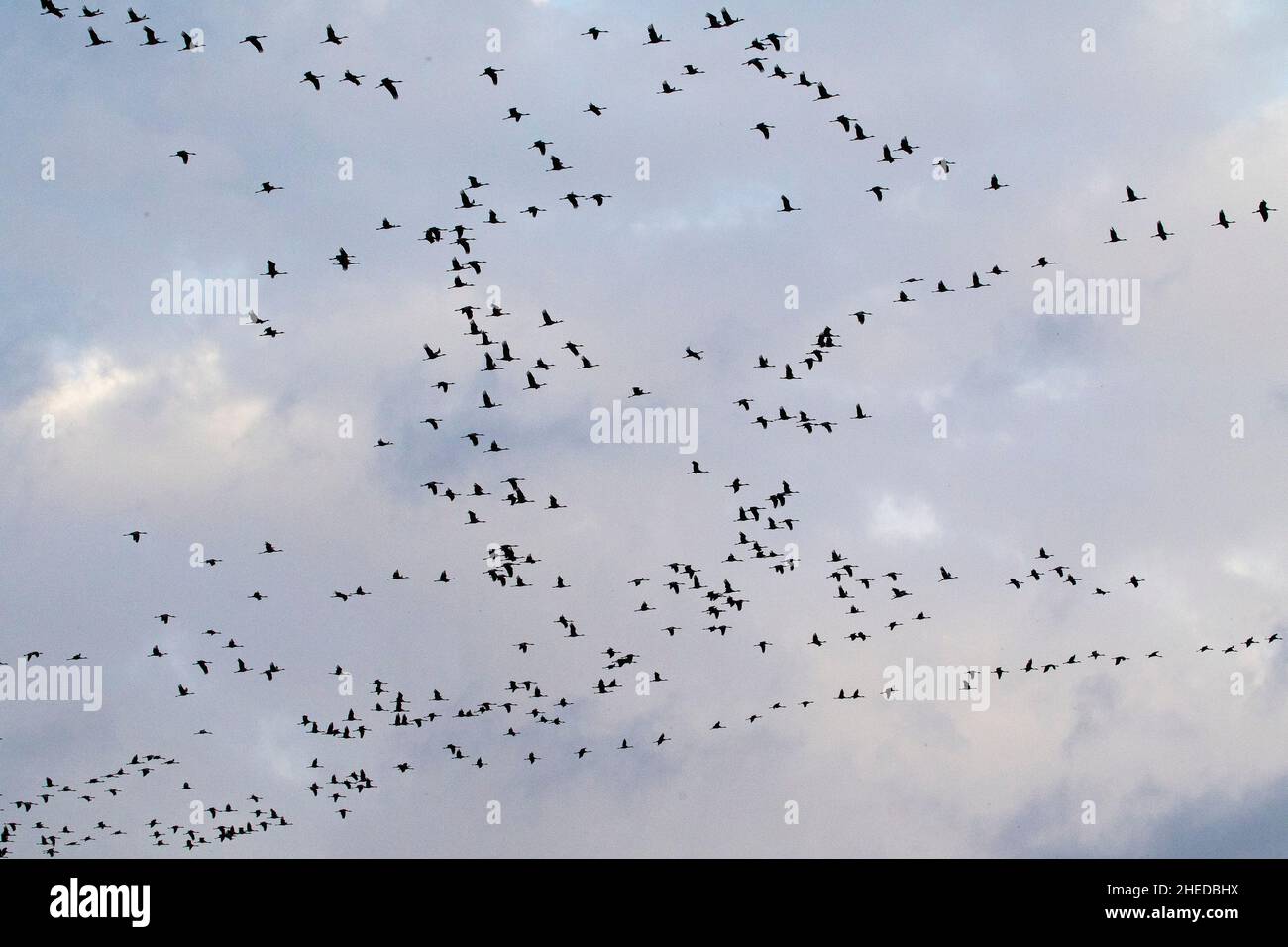 Grue cendrée Grus grus troupeau en vol près de Loubeyrat Parc Naturel Régional de la Camargue France Février 2016 Banque D'Images