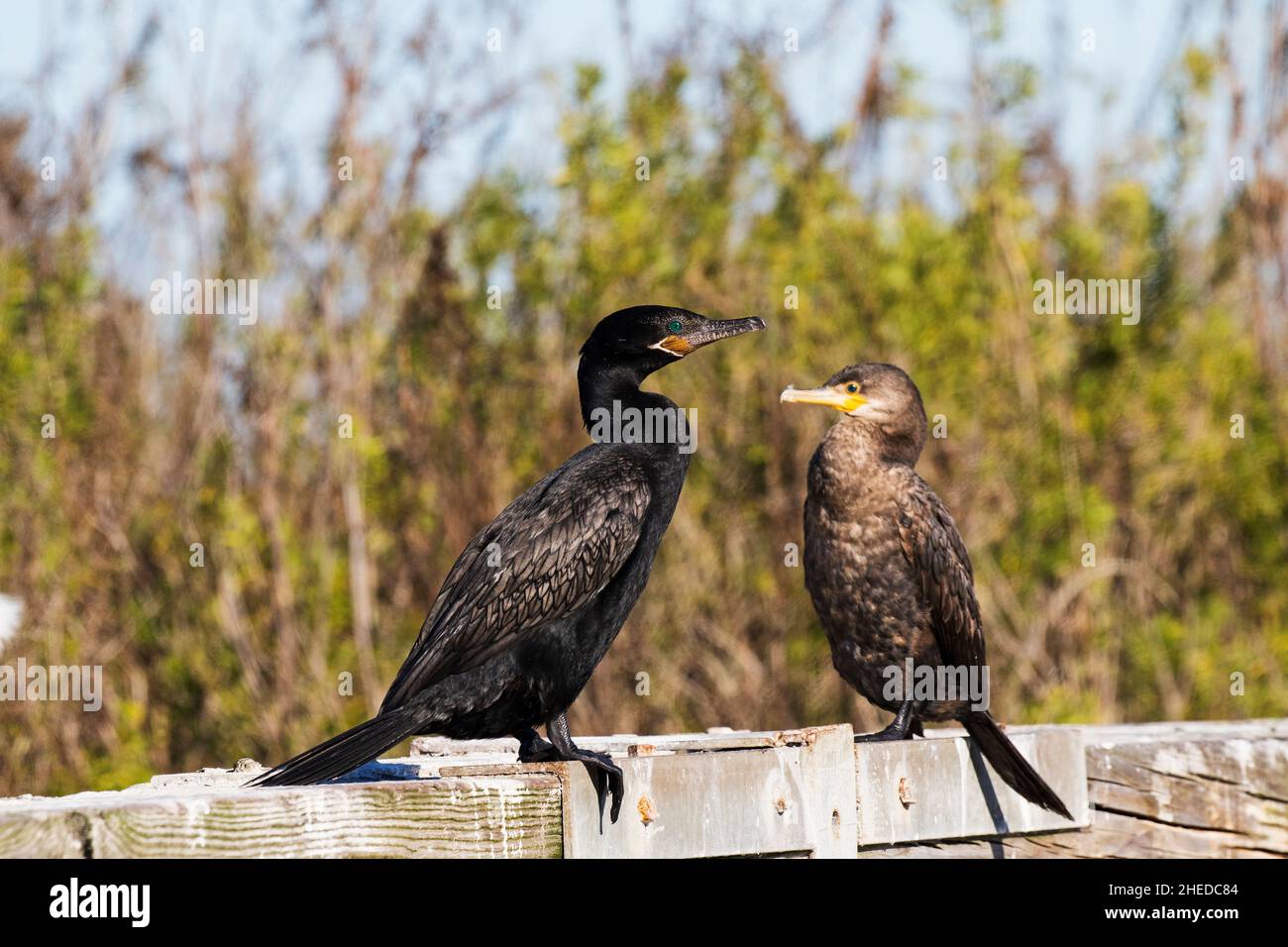Cormoran Phalacrocorax brasilianus juvéniles et adultes posés sur des rails, National Wildlife Refuge d'Anahuac, Texas, USA, Décembre 2017 Banque D'Images