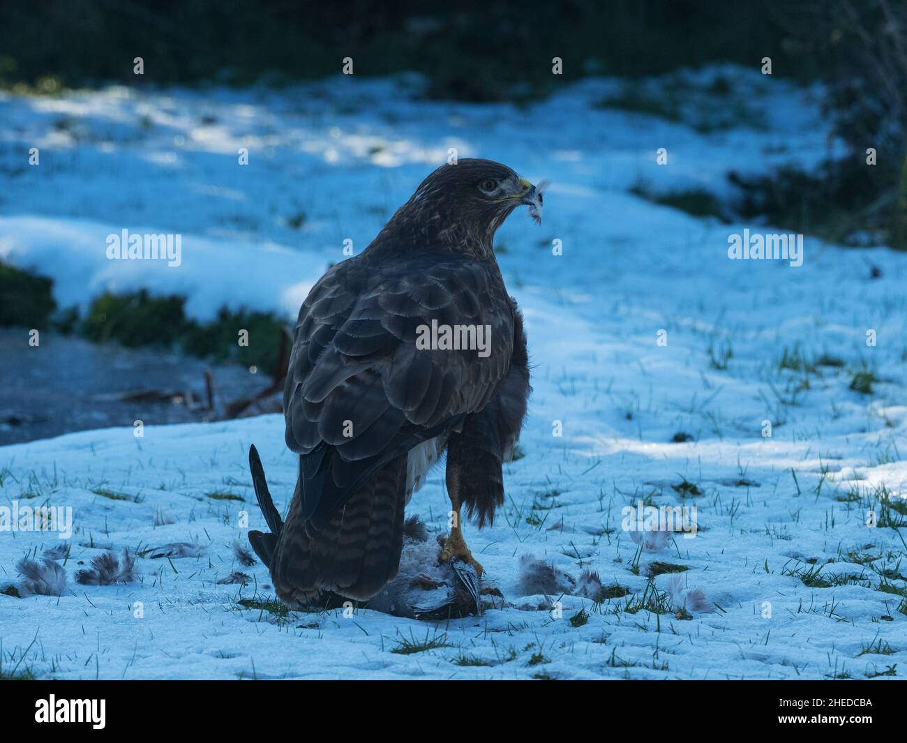 Buteo buteo Buteo, un bourdonnet commun se nourrissant d'un pigeon en bois mort Columba Palumbus sur une pelouse enneigée, Ringwood, Hampshire février Banque D'Images