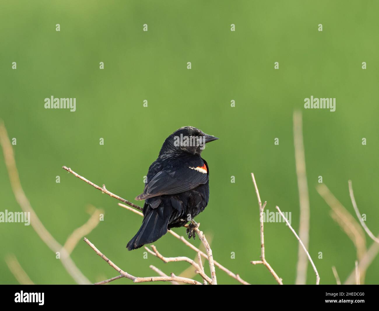 blackbird ailé rouge Agelaius phoeniceus mâle perché sur la branche morte, réserve de Limon Wetlands, Limon, Colorado, Etats-Unis,Juillet 2019 Banque D'Images
