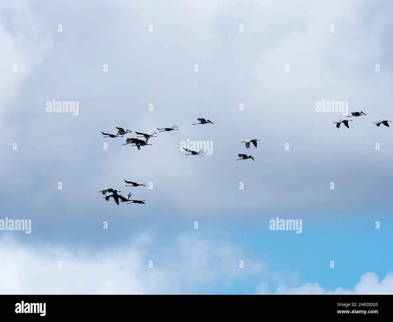 Grue commune Grus grus flock in Flight, West Sedgemoor, Somerset Levels and Moors, Somerset, Angleterre, Royaume-Uni, septembre 2019 Banque D'Images