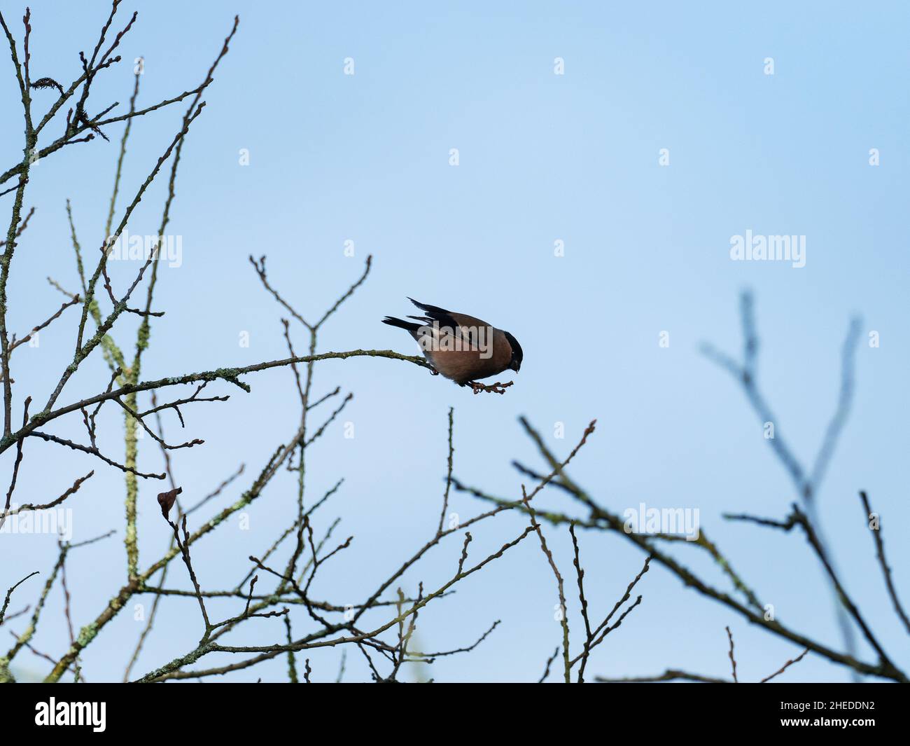 Bullfinch eurasien Pyrrhula pyrrhula femelle se nourrissant sur les bourgeons du saule, à côté de la route Castleman, Bickerley, Ringwood, Hampshire, Angleterre,ROYAUME-UNI, Banque D'Images