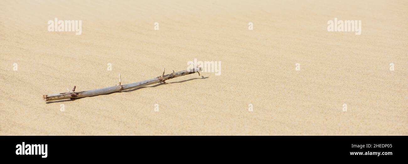 Une branche sèche d'un arbre se trouve dans le désert sablonneux.La branche se trouve sur le sable qui jette une ombre dure Banque D'Images