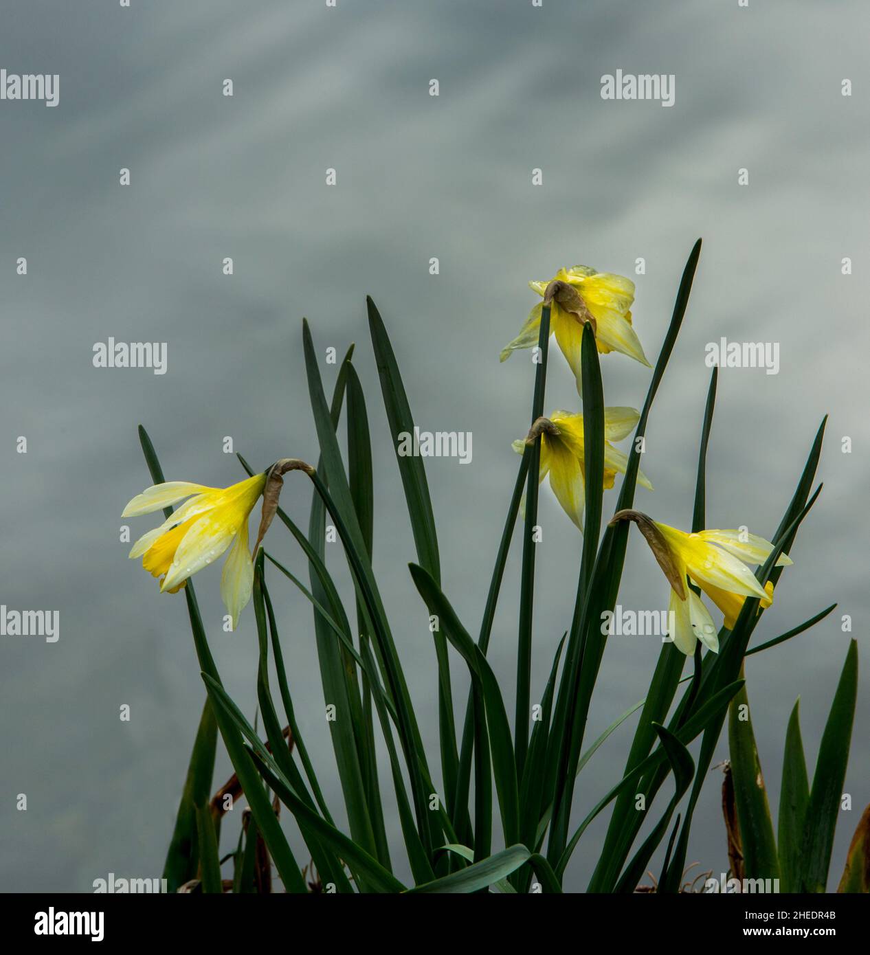 Jonquilles sauvages en fleur à Grasmere, le parc national de Lake District, Cumbria, Angleterre Banque D'Images