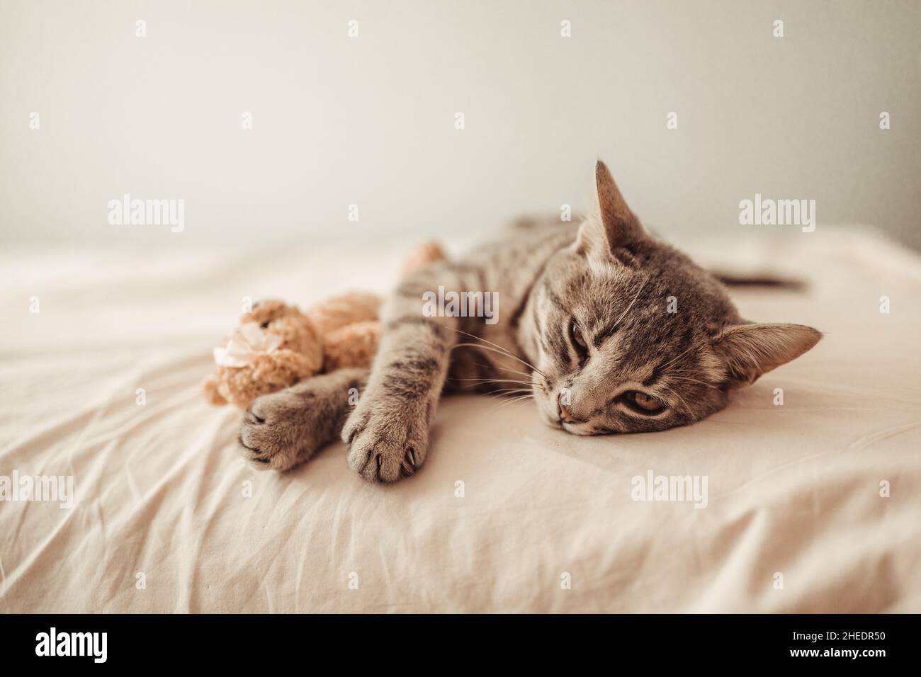 Un adorable chaton en tabby se trouve dans une étreinte avec un jouet en peluche sur le lit.Le chat dort sur le canapé dans le salon.Un rêve doux, réveillez-vous Banque D'Images