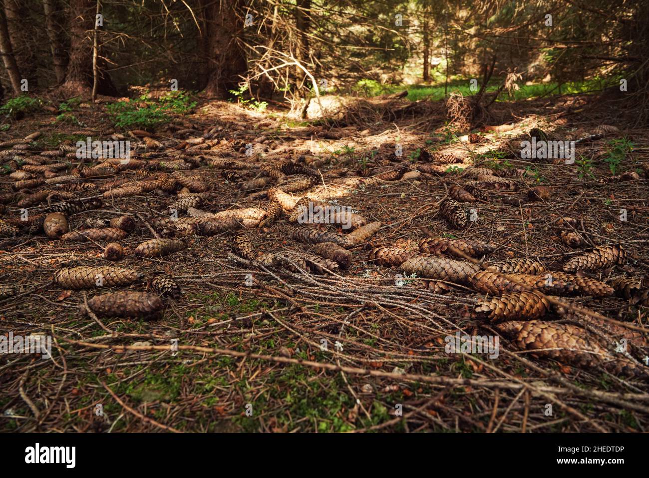 Terrain forestier avec de nombreux cônes de conifères Banque D'Images