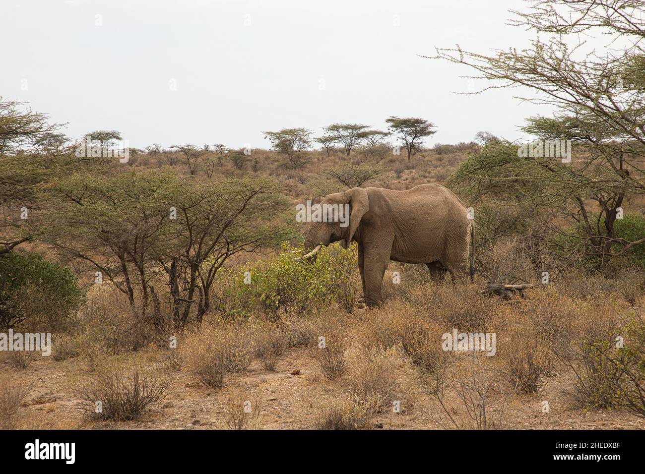 L'éléphant d'Afrique, Loxodonta africana, dans le paysage de la réserve nationale de Samburu au Kenya. Banque D'Images