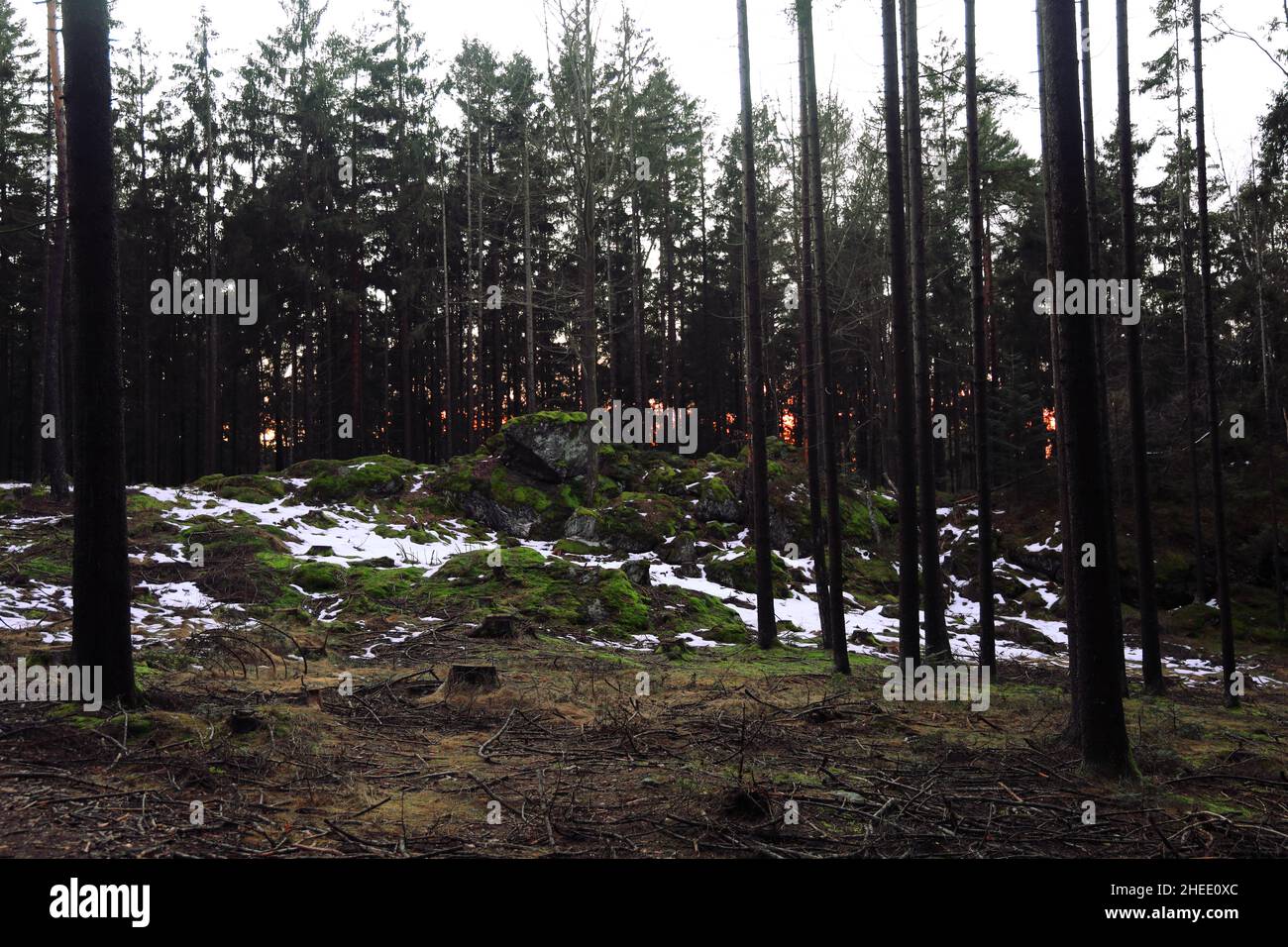 Coucher de soleil dans la forêt Banque D'Images