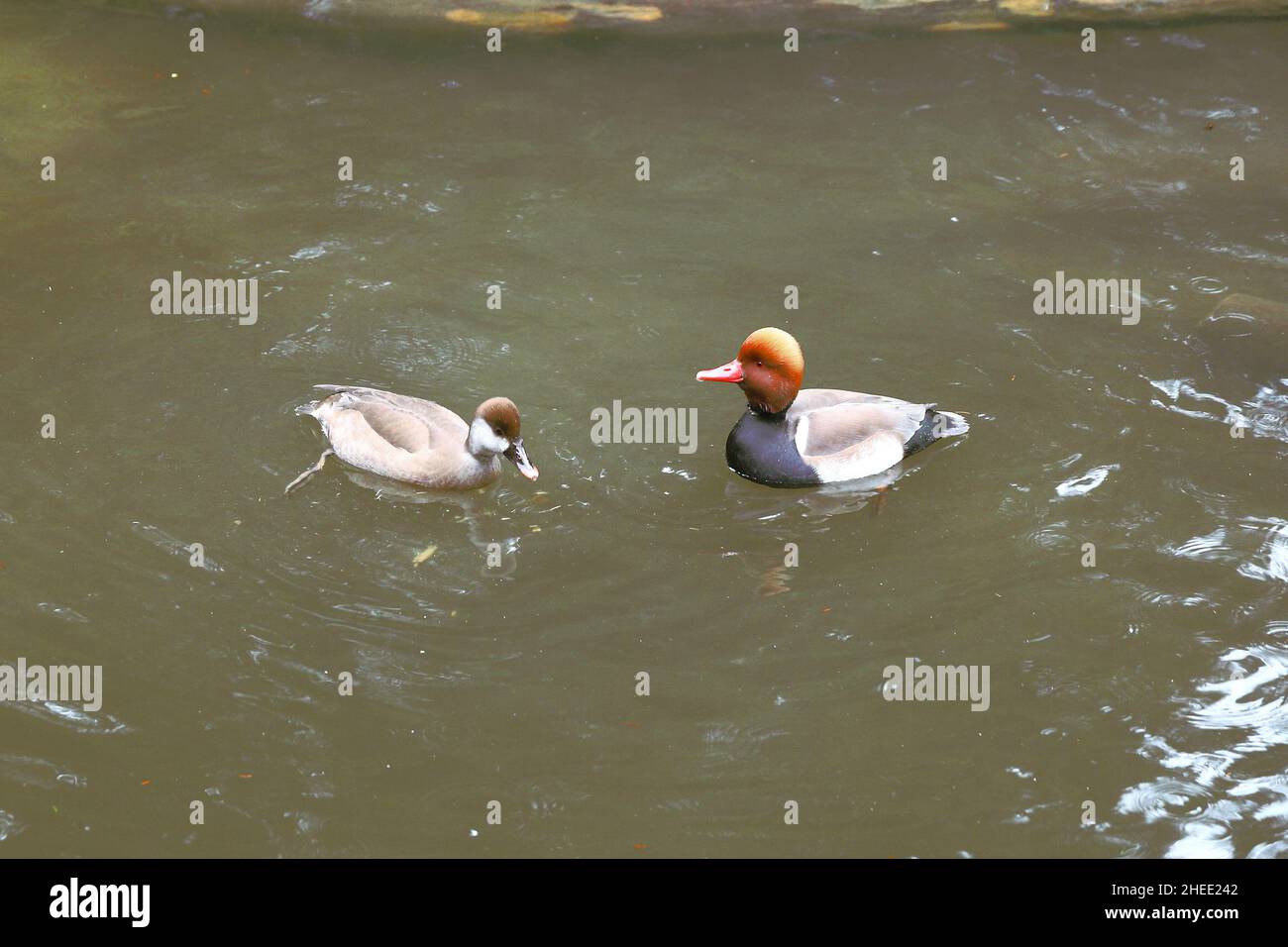 Nette rousse Banque D'Images