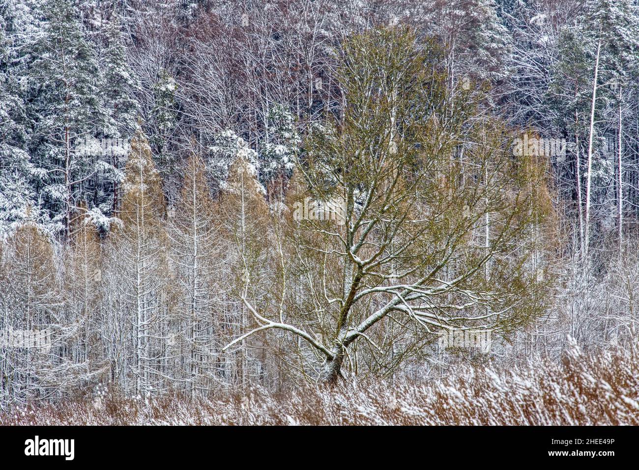 vue panoramique sur un arbre en face de la forêt en hiver Banque D'Images