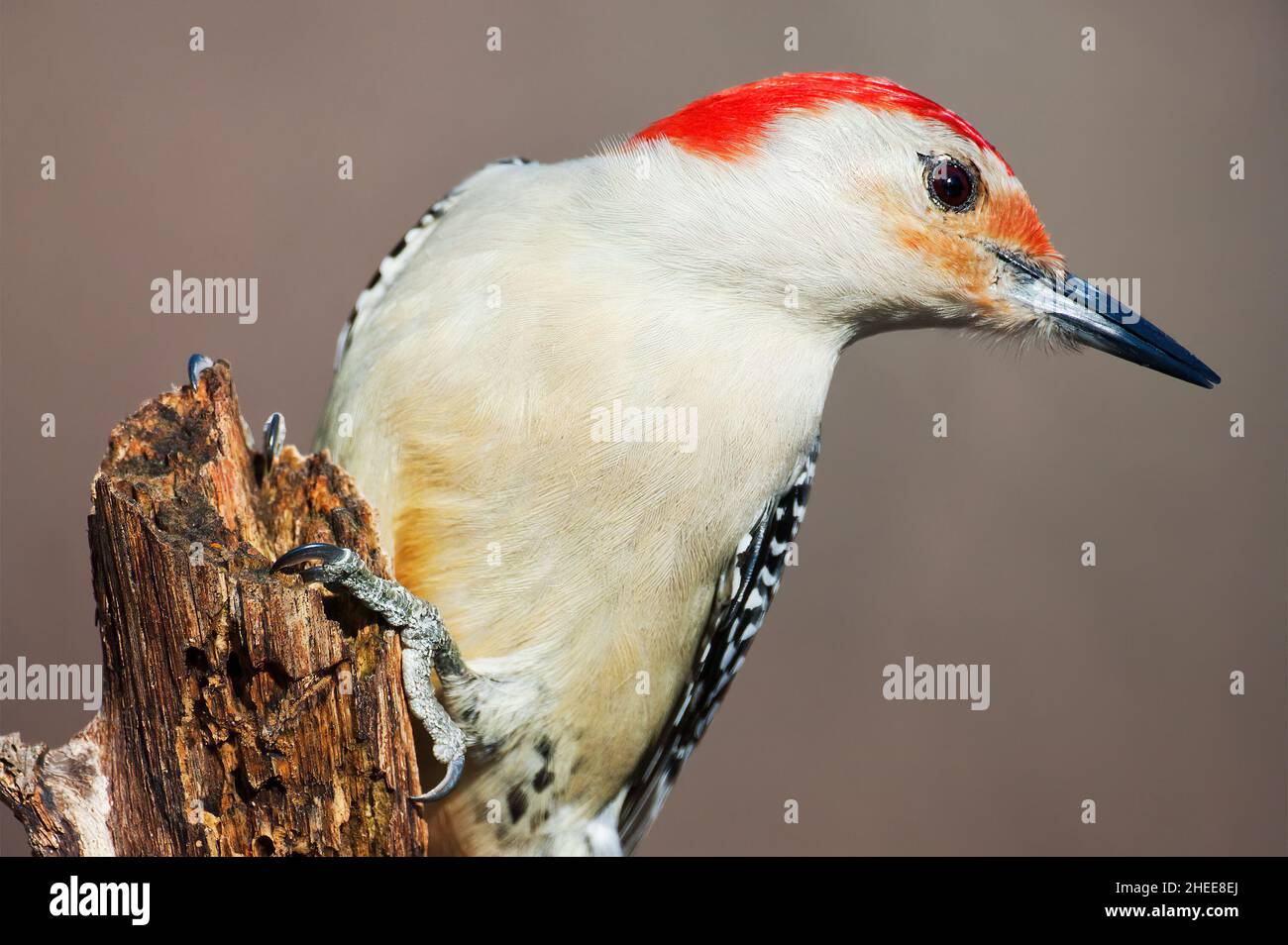 Gros plan sur le pic à ventre rouge Banque D'Images