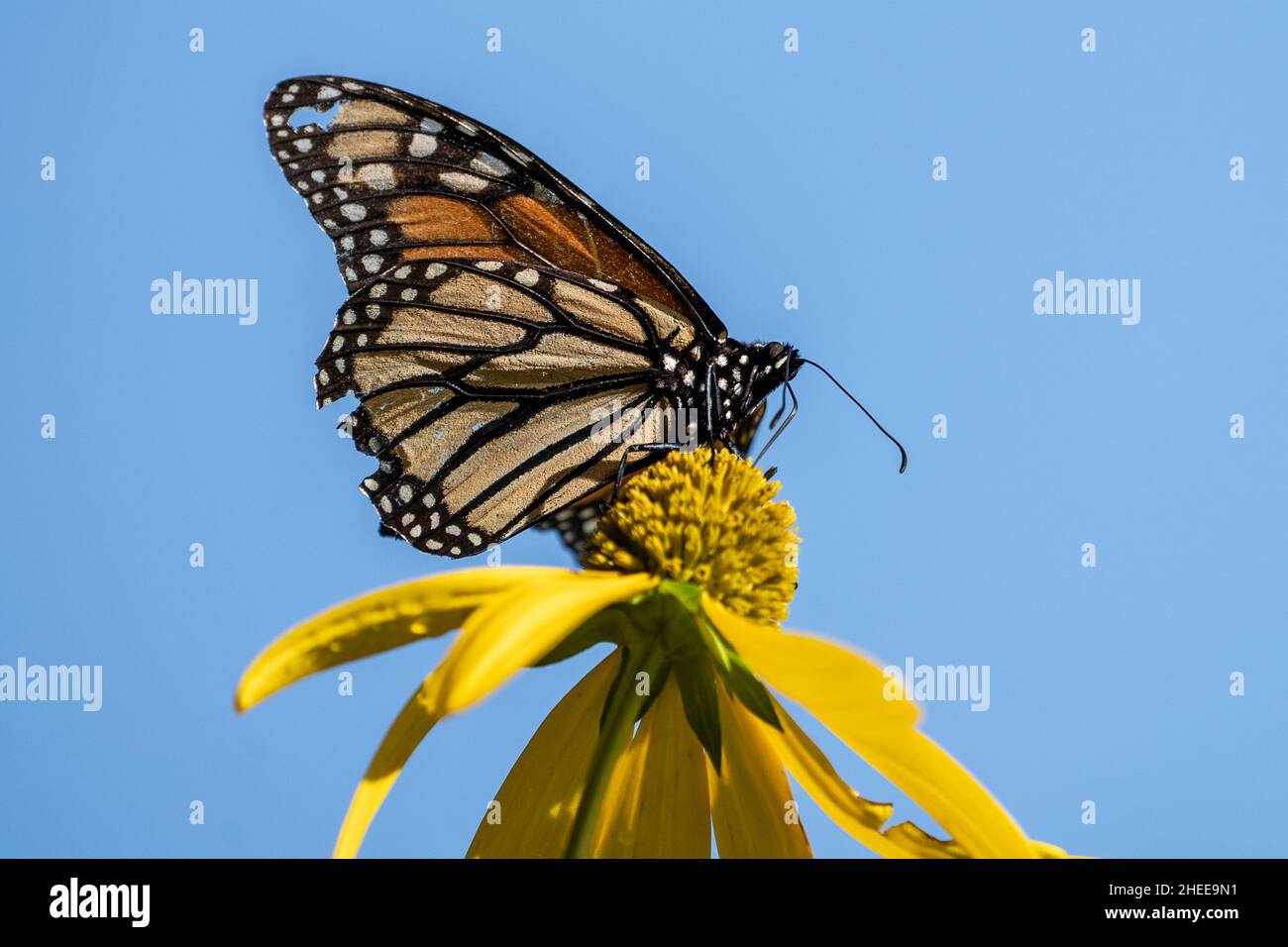 Papillon monarque avec ailes en lambeaux sur une fleur jaune sur fond bleu ciel. Banque D'Images