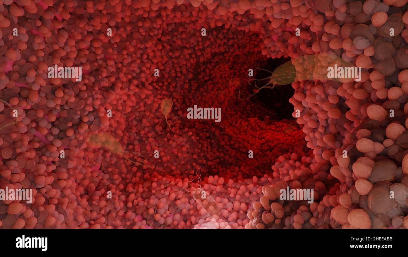 Microvilli surface du système digestif, villosités intestinales avec bactéries et virus.Villosités microscopiques, capillaires pour la digestion et l'absorption Banque D'Images