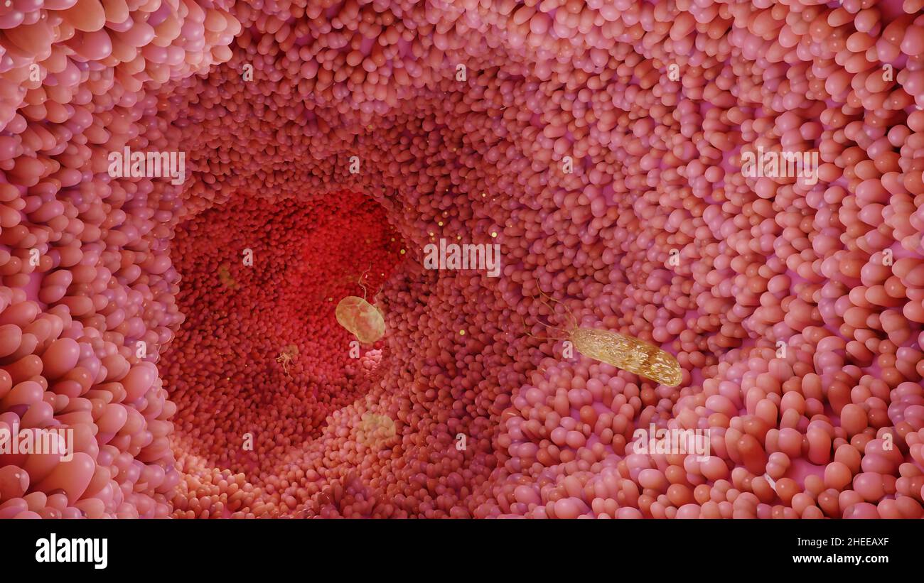 Microvilli surface du système digestif, villosités intestinales avec bactéries et virus.Villosités microscopiques, capillaires pour la digestion et l'absorption Banque D'Images