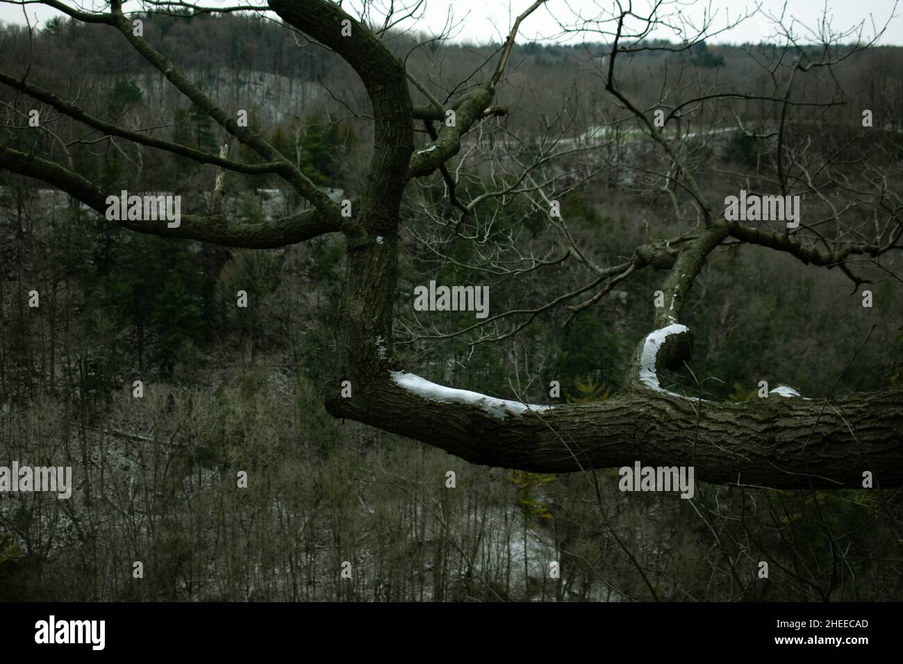 Des branches sèches avec un peu de neige surplombant une forêt dense le jour de l'hiver. Banque D'Images