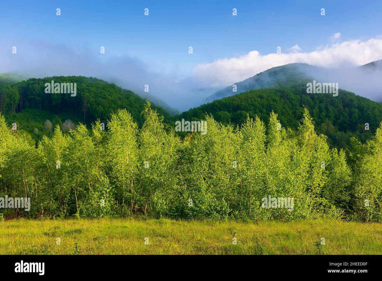 paysage de campagne le matin brumeux. environnement vert en plein air en été. forêt sur la colline dans le brouillard et les nuages. magnifique paysage de la nature de carpa Banque D'Images