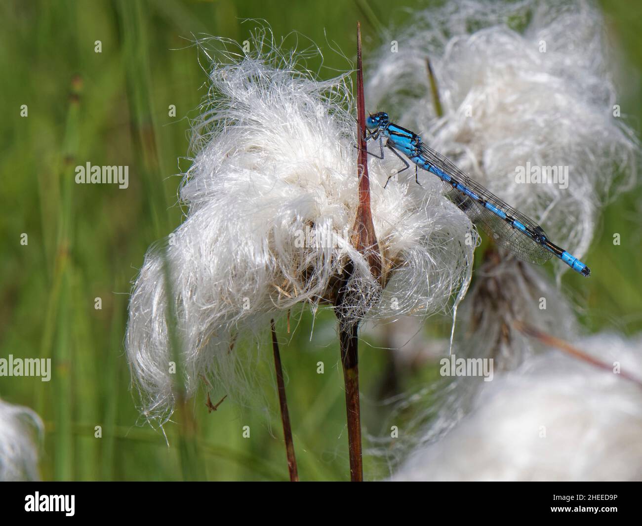 La mouche à damsélome bleu commune (Enallagma cyathigerum) reposant sur le coton-herbe commun (Eriophorum angustifolium) dans un marais d'eau douce, Kenfig NNR, Glamorgan, Banque D'Images