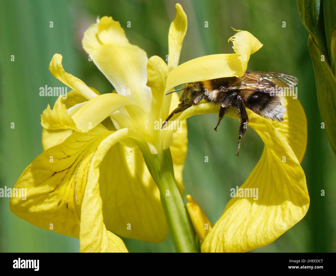 Petit jardin bumblebee (Bombus hortorum) utilisant sa longue langue au nectar d'un drapeau jaune iris (Iris pseudacorus) dans un marais d'eau douce, Kenfig NNR, Banque D'Images