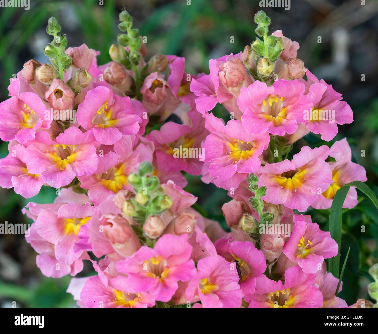 Fleurs d'Antiquity d'Anitirrhinum. Banque D'Images