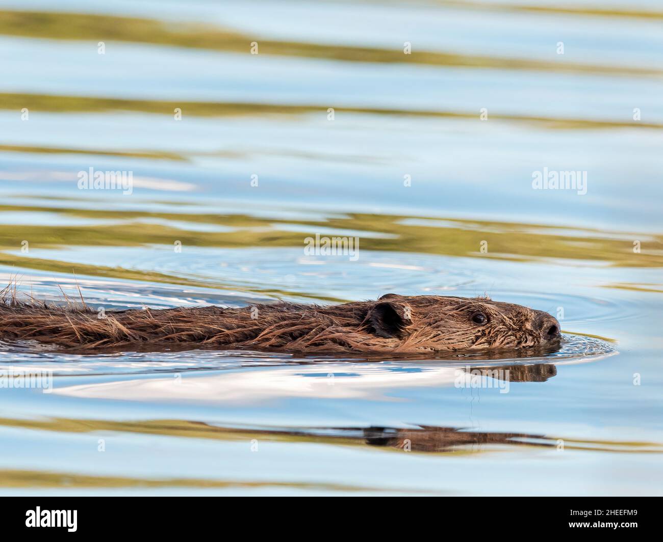 Castor nord-américain adulte, Castor canadensis, nageant dans le parc national de Grand Teton, Wyoming. Banque D'Images