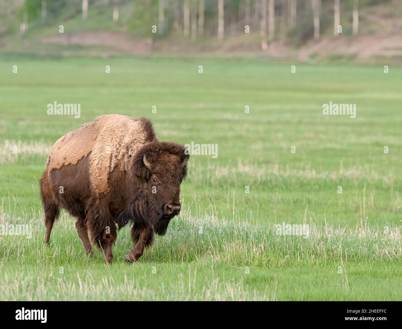Bisons adultes, bisons des bisons, pâturage dans la vallée de Lamar, parc national de Yellowstone, Wyoming. Banque D'Images