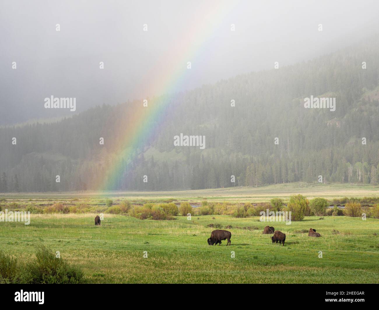 Bisons adultes, bisons des bisons, paître sous un arc-en-ciel dans le parc national de Yellowstone, Wyoming. Banque D'Images