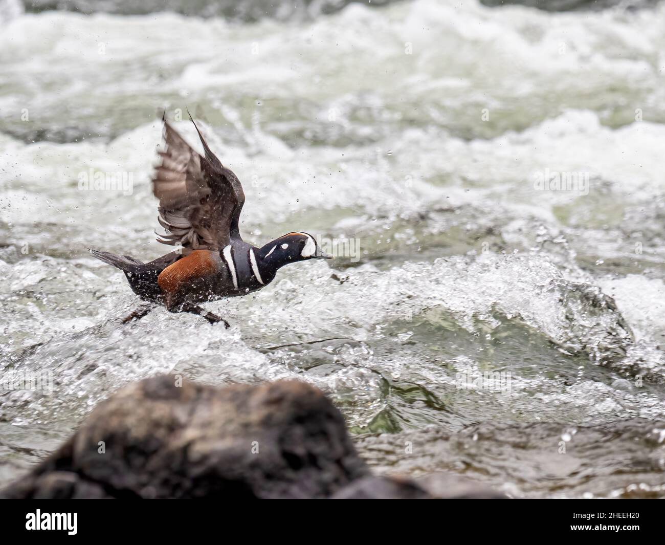 Un canard d'arlequin mâle adulte, Histrionicus histrionicus, dans les rapides de LeHardy, parc national de Yellowstone, Wyoming. Banque D'Images