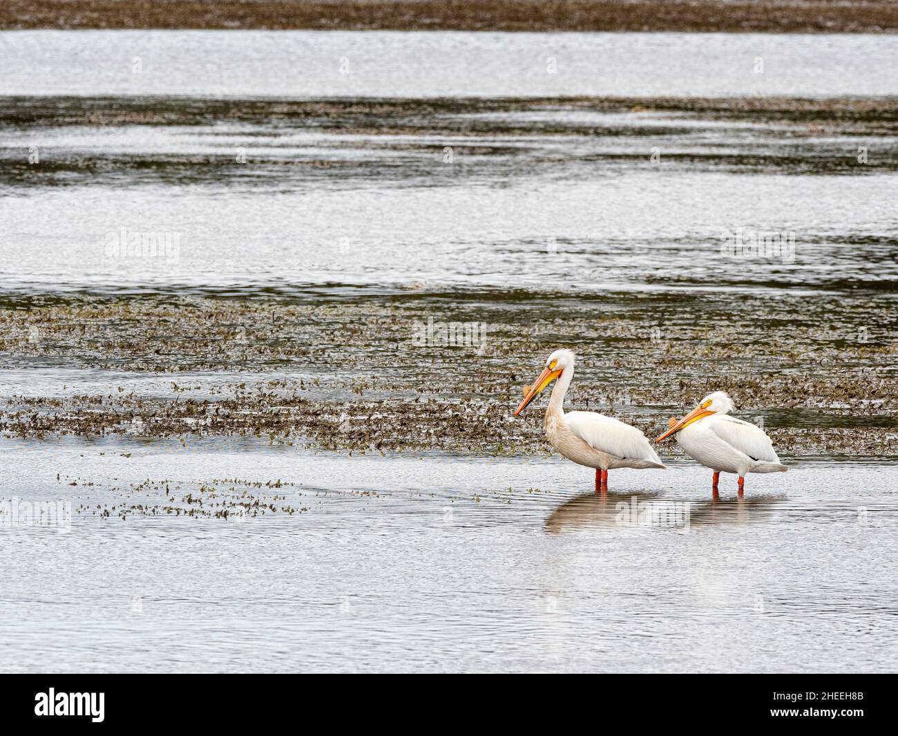 Une paire de pélicans blancs américains, Pelecanus erythrorhynchos, dans le parc national de Yellowstone, Wyoming. Banque D'Images