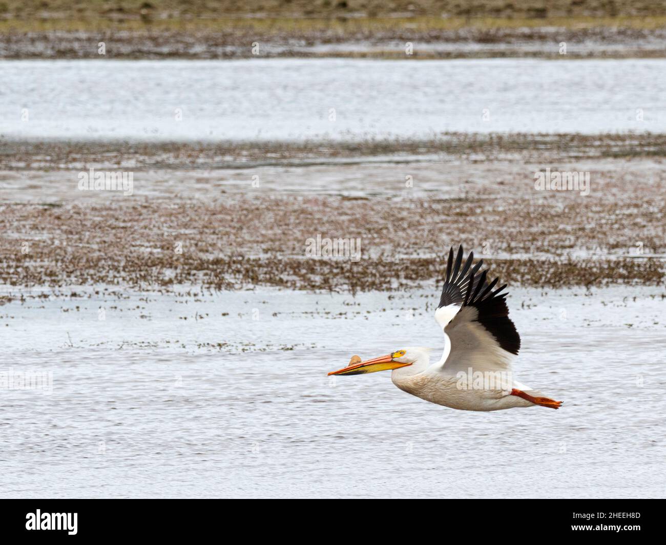 Pélican blanc américain, Pelecanus erythrorhynchos, en vol dans le parc national de Yellowstone, Wyoming. Banque D'Images