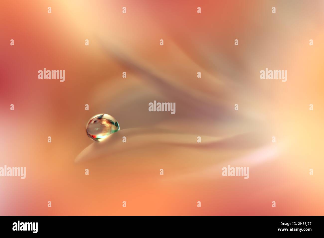 Arrière-plan jaune et orange.Art fantaisie.papier peint créatif.arrière-plan magnifique nature.Fleur de printemps incroyable.goutte d'eau.espace de copie.Macro abstraite. Banque D'Images