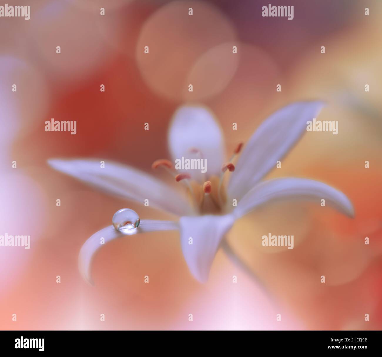 Arrière-plan jaune et orange.Art fantaisie.papier peint créatif.arrière-plan magnifique nature.Fleur de printemps incroyable.goutte d'eau.espace de copie.Macro abstraite. Banque D'Images