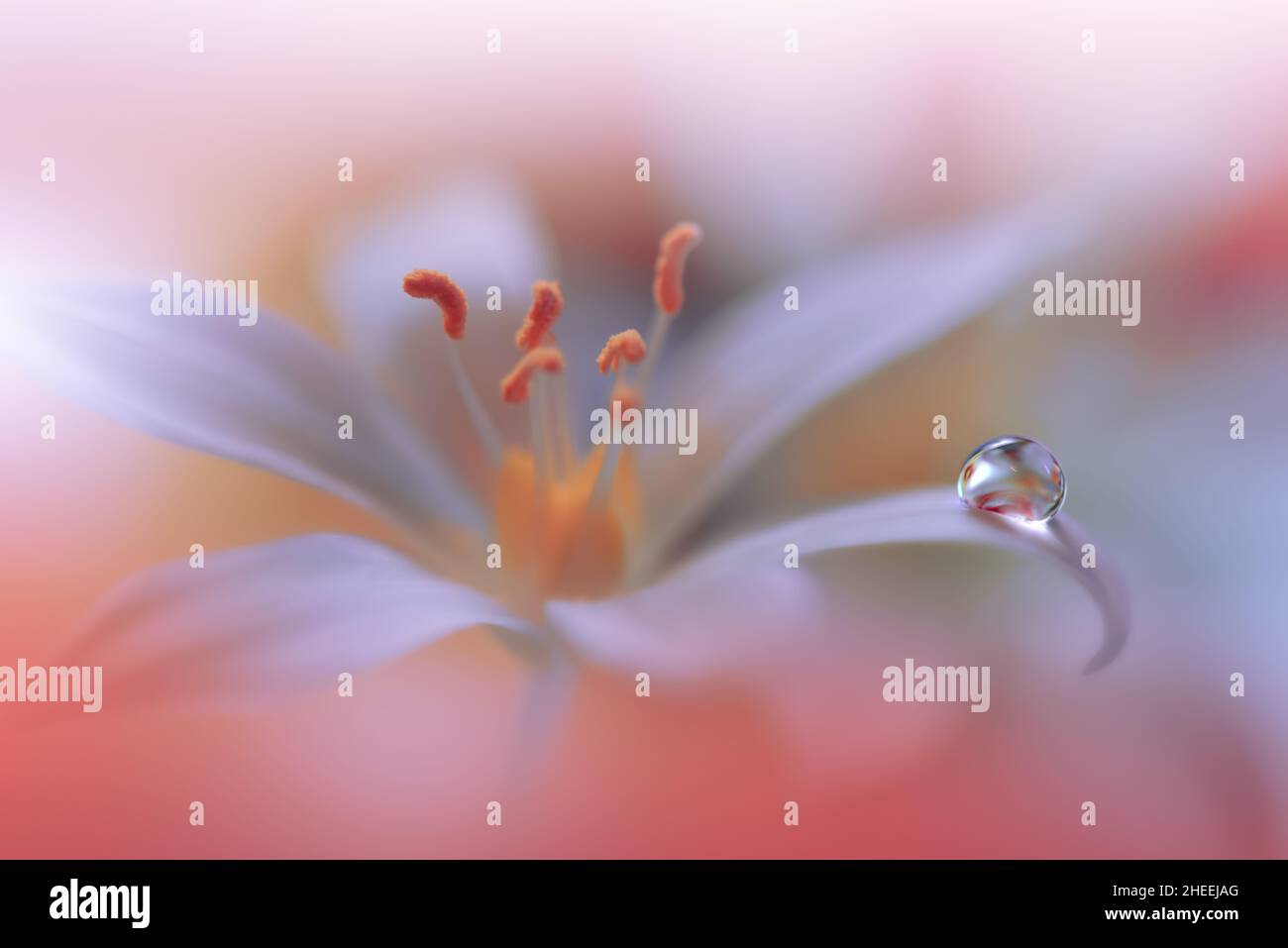 Arrière-plan jaune et orange.Art fantaisie.papier peint créatif.arrière-plan magnifique nature.Fleur de printemps incroyable.goutte d'eau.espace de copie.Macro abstraite. Banque D'Images