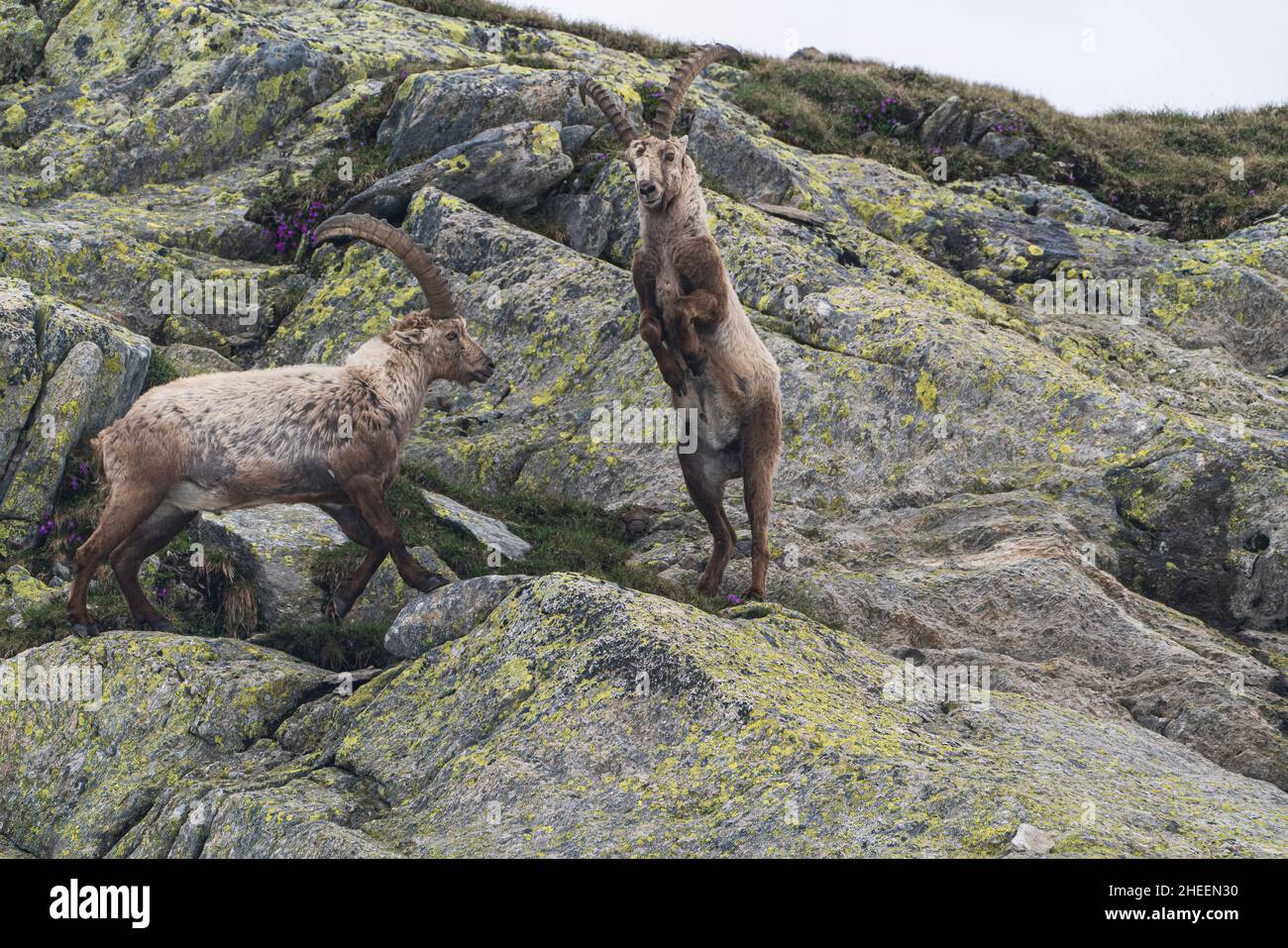 Deux ibex dans les montagnes du Tessin luttant pour le rang. Banque D'Images