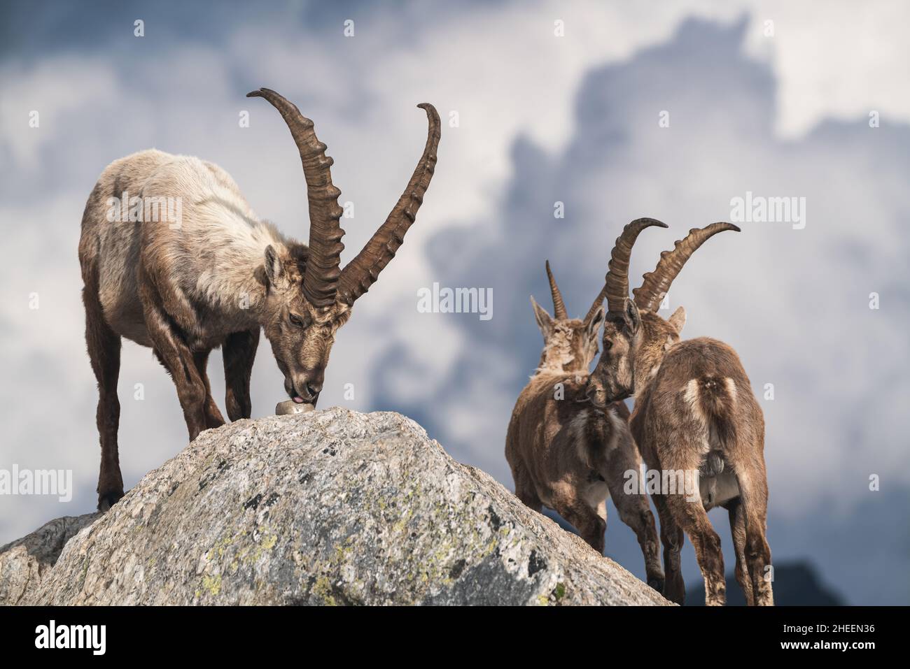 Plusieurs ibex dans les montagnes du Tessin léchant une pierre salée près d'une cabane de montagne. Banque D'Images