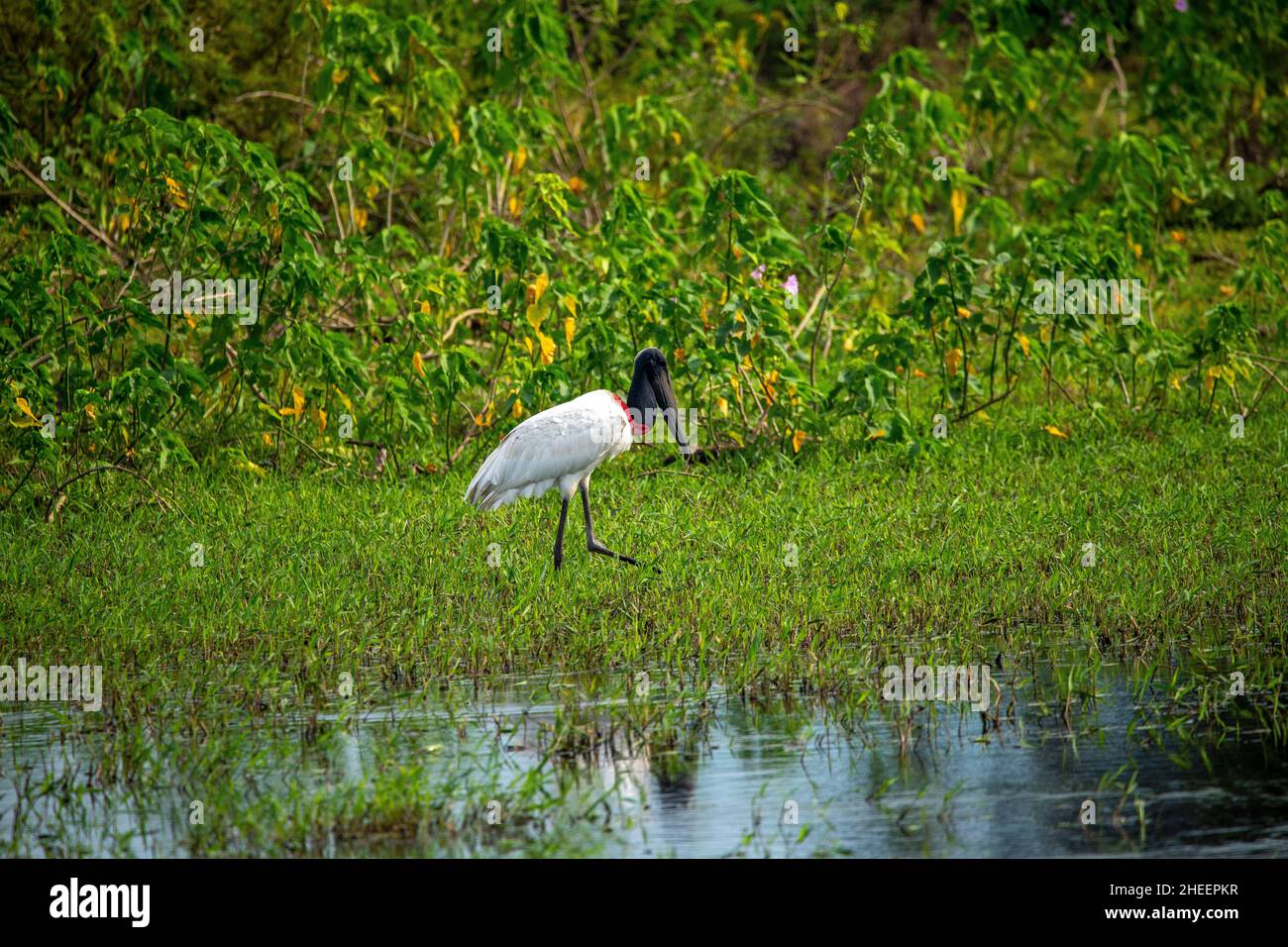 Tuiuiu, l'oiseau considéré comme le symbole du Pantanal de Mato Grosso, Brésil Banque D'Images