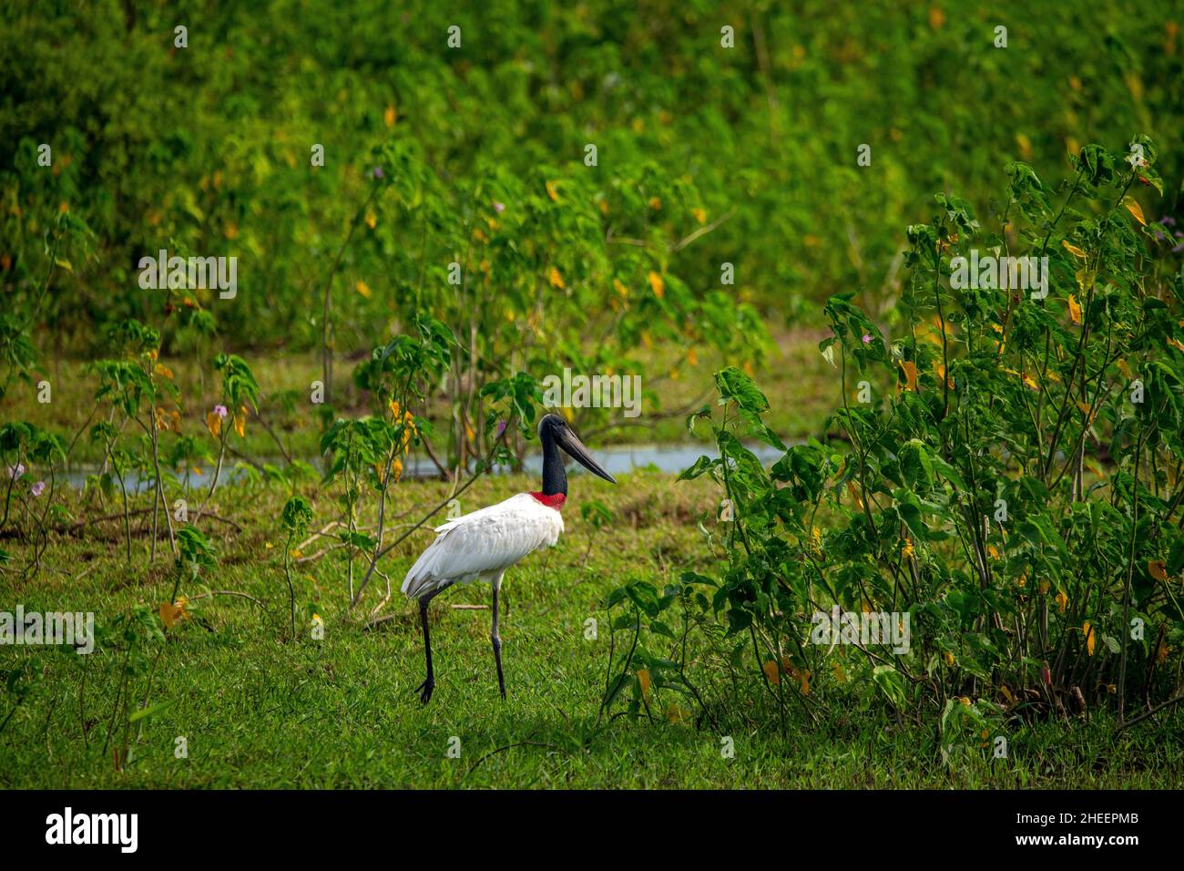 Tuiuiu, l'oiseau considéré comme le symbole du Pantanal de Mato Grosso, Brésil Banque D'Images