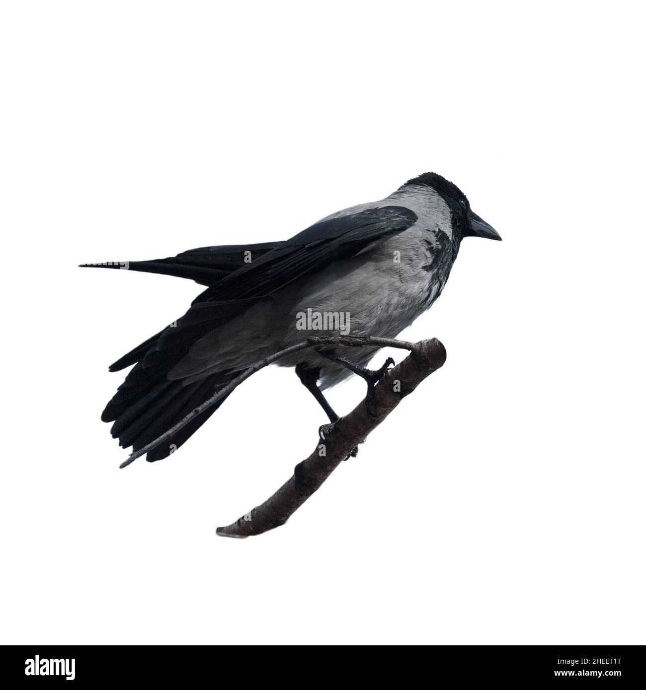 Le corbeau à capuchon sur fond blanc, également appelé hoodie ou corbeau gris, est une espèce d'oiseaux eurasiens du genre Corvus. Banque D'Images