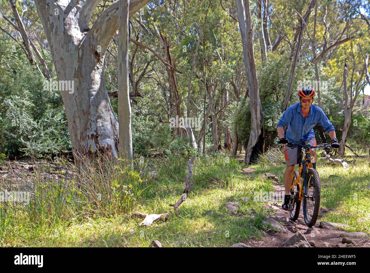 Vélo tout terrain sur le sentier des chameaux de Weaving à Melrose Banque D'Images