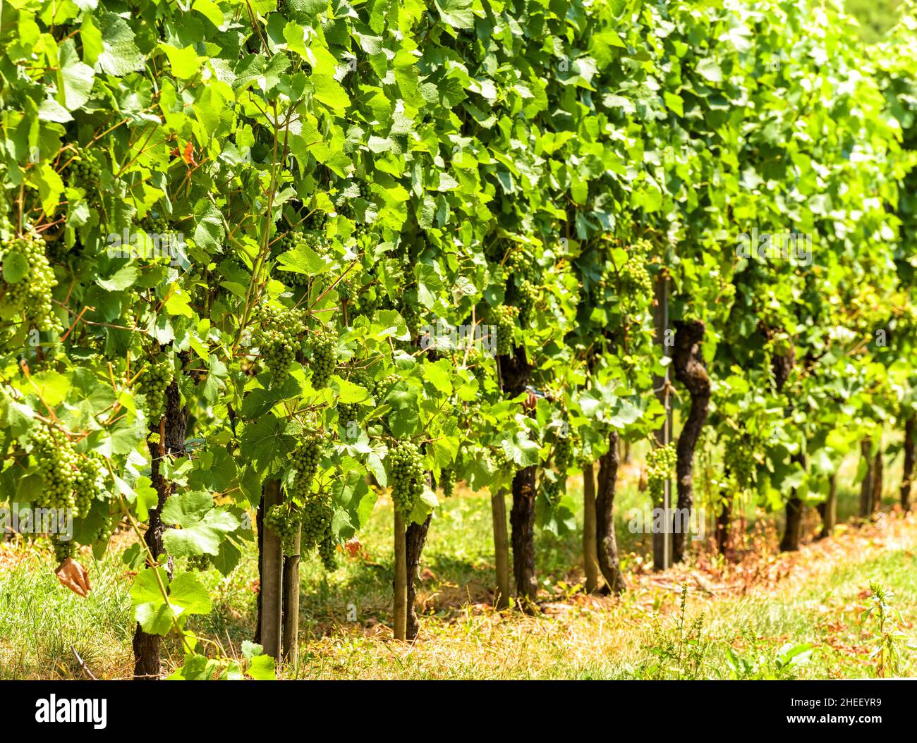 Arrière-plan des vignes, plantation de vignes vertes en été.Vue panoramique sur les plantes de vigne.Concept de viticulture, cave de vinification, vinification, cave de vinification et t Banque D'Images