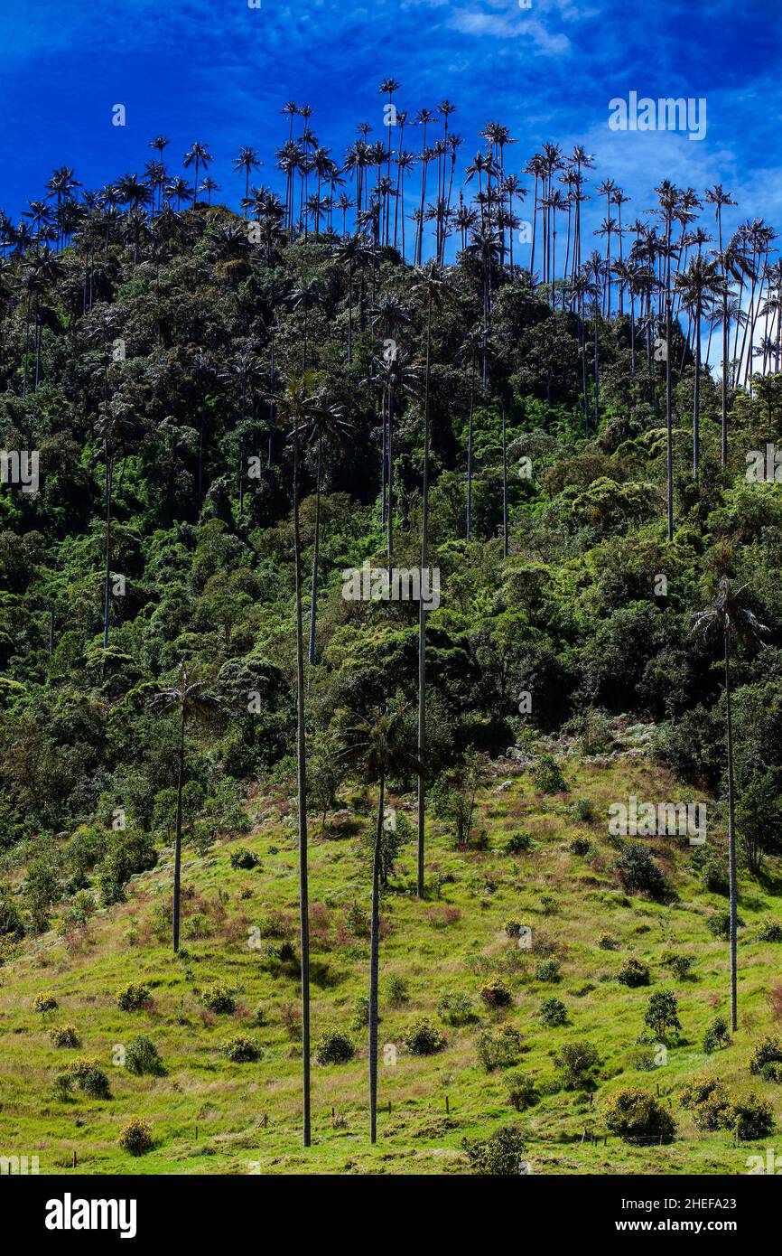 Vue sur la magnifique forêt nuageuse et les palmiers de cire de Quindio à la vallée de Cocora située à Salento dans la région de Quindio en Colombie. Banque D'Images