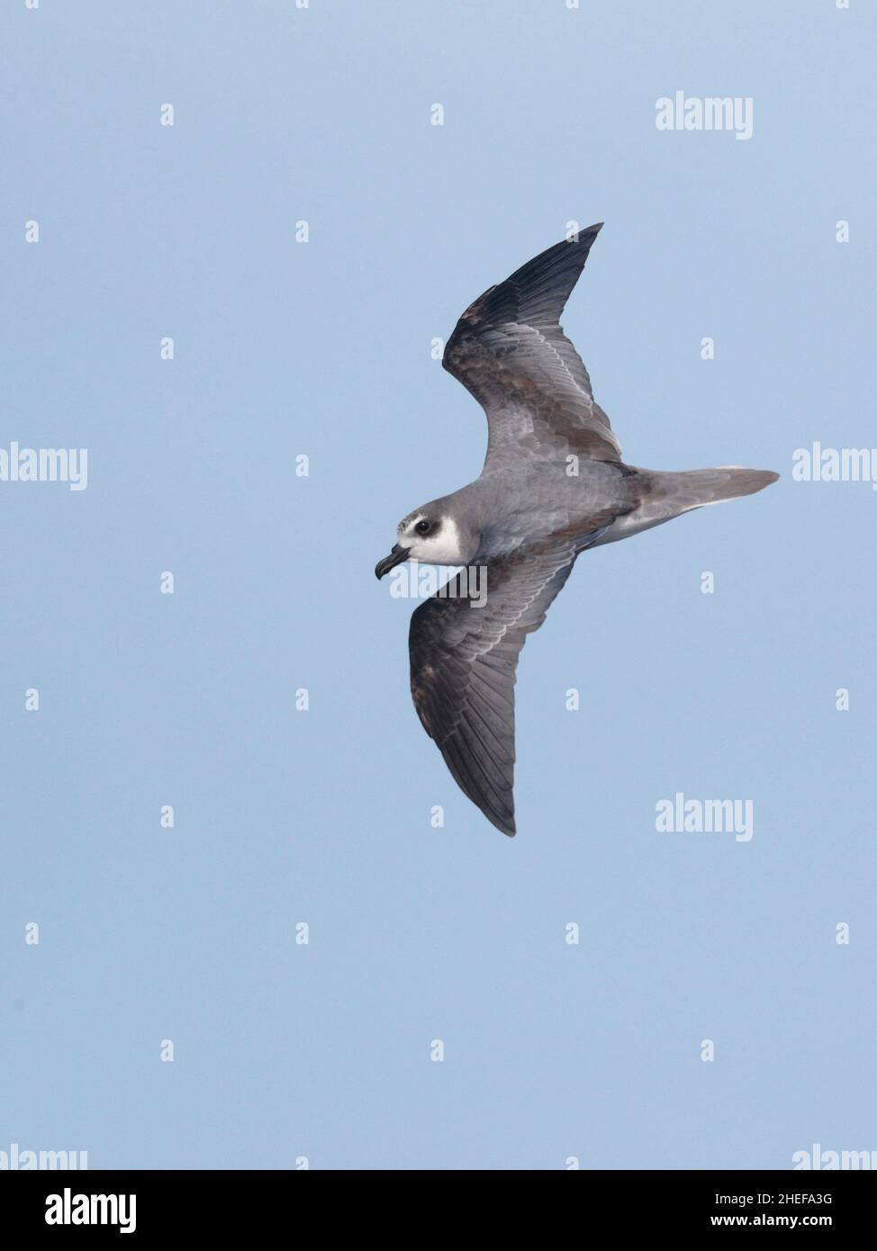 Masatierra Petrel (Pterodroma defilippiana), vue dorsale en vol, Humboldt Current, près des îles Juan Fernandez, Chili 8th mars 2020 Banque D'Images