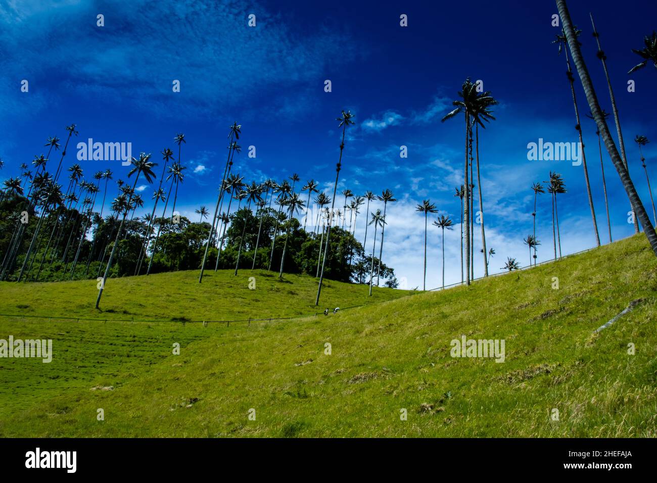 Vue sur la magnifique forêt nuageuse et les palmiers de cire de Quindio à la vallée de Cocora située à Salento dans la région de Quindio en Colombie. Banque D'Images