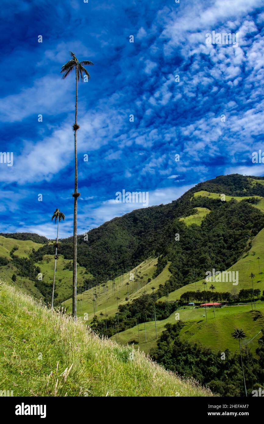 Vue sur la magnifique forêt nuageuse et les palmiers de cire de Quindio à la vallée de Cocora située à Salento dans la région de Quindio en Colombie. Banque D'Images