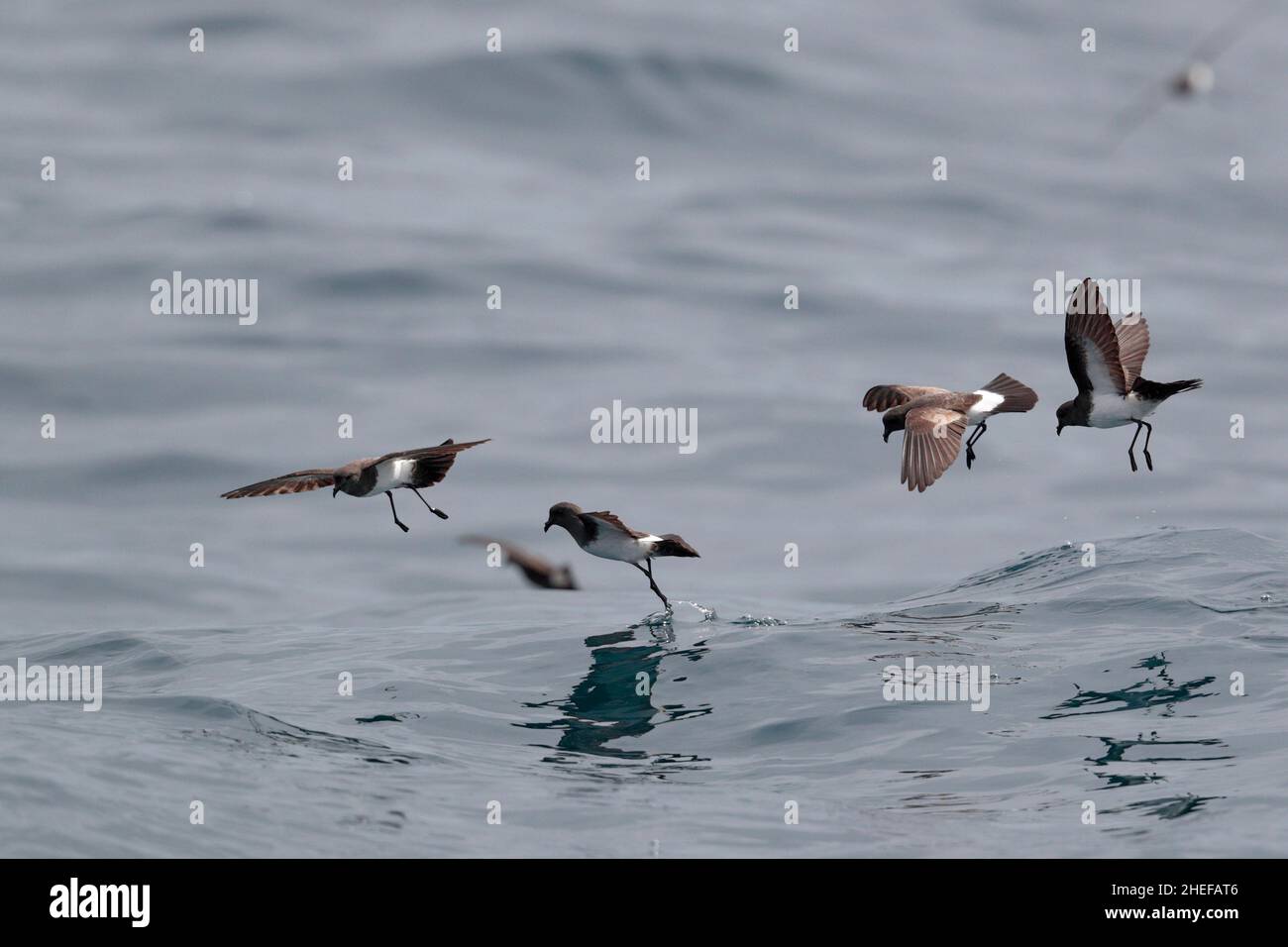 Storm-Petrel à ventre blanc (Fregetta gralaria), race segethi, quatre oiseaux qui s'abattent sur la surface de l'eau, îles Juan Fernandez, Chili Mars 2020 Banque D'Images