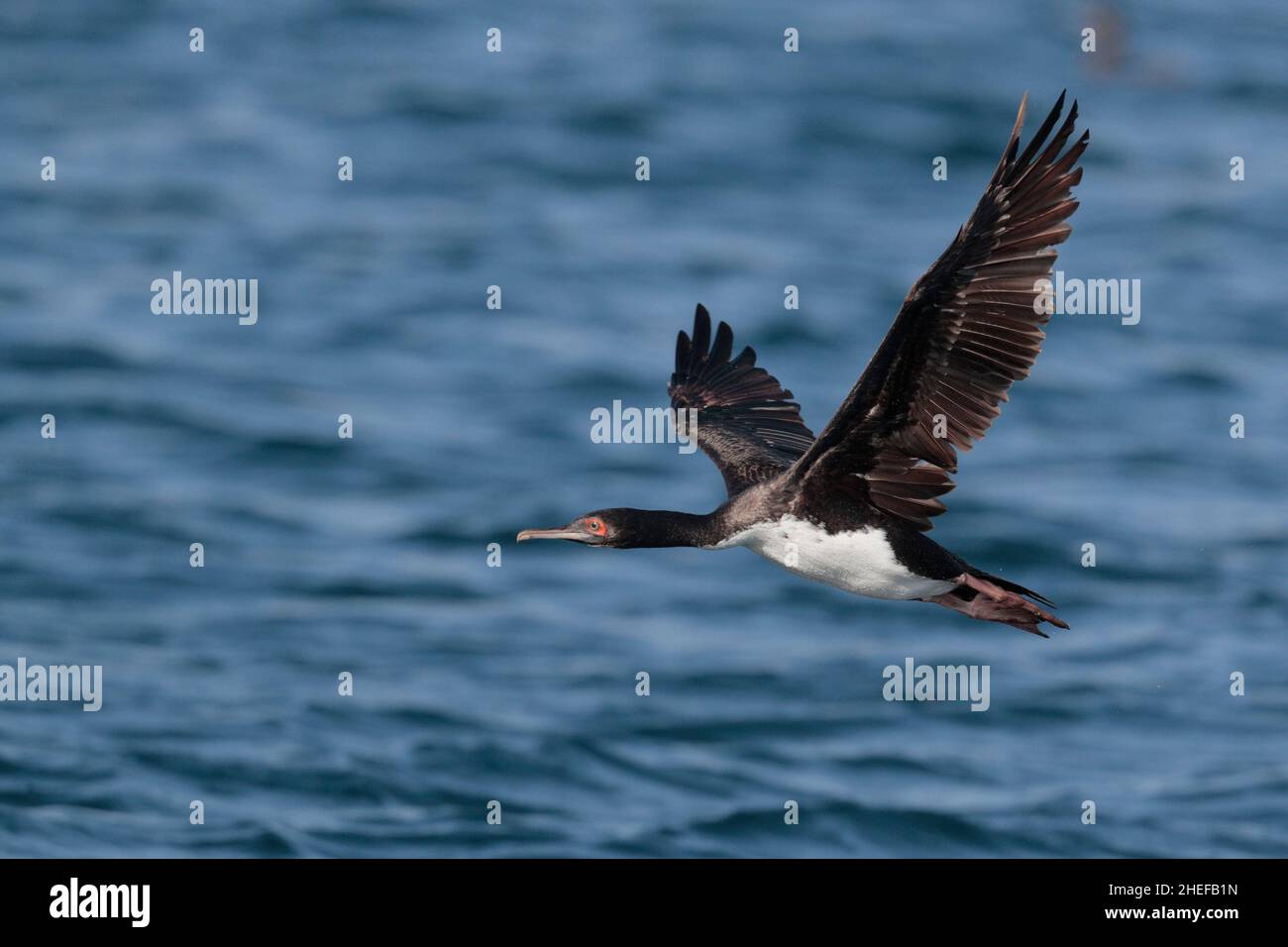 Guanay Cormorant (Phalacrocorax bougainvillii), adulte en vol, vue latérale, Coquimbo, Chili, 13th mars 2020 Banque D'Images