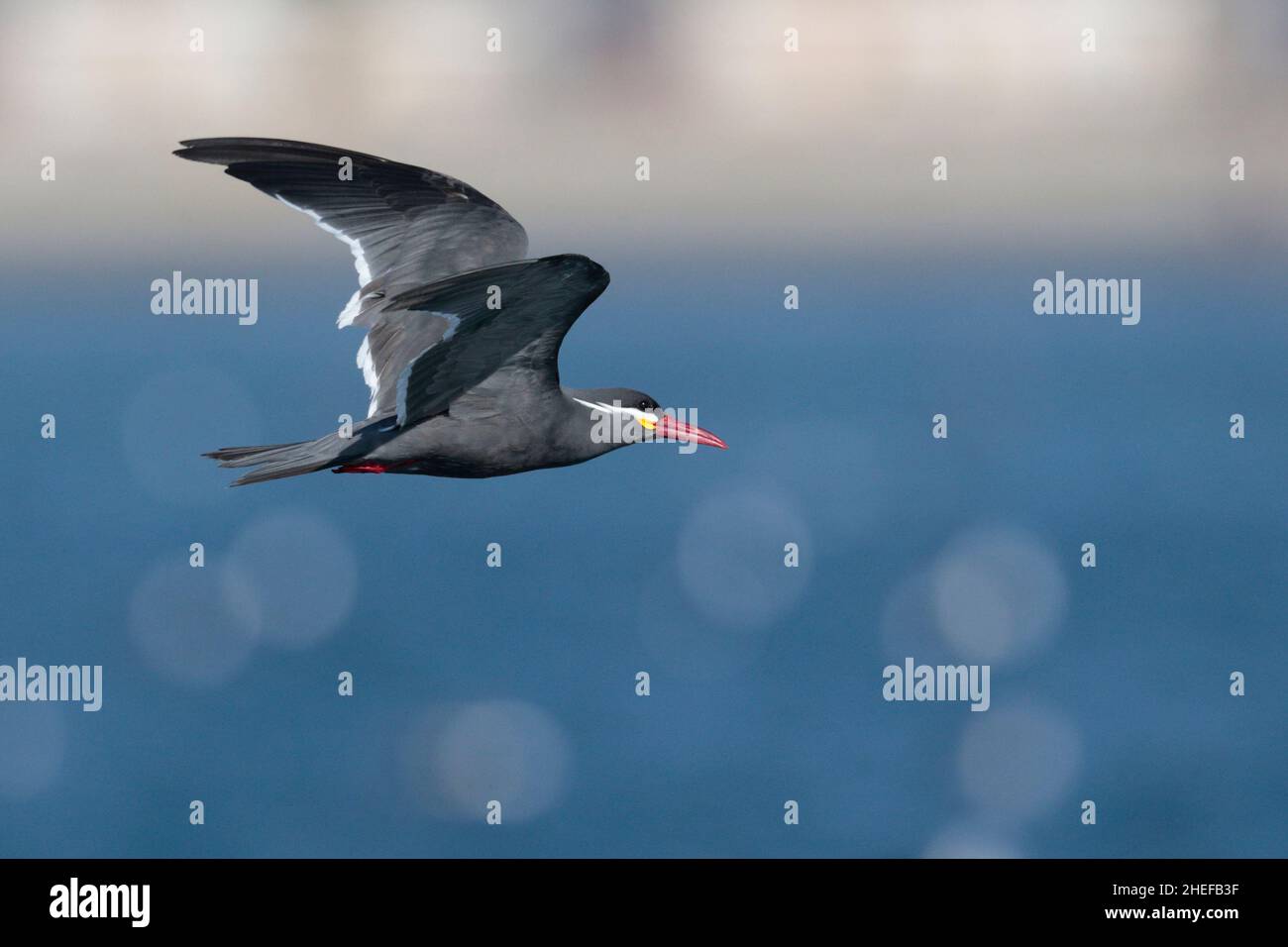 Inca Tern (Larosterna inca), adulte en vol, vue latérale, Coquimbo, Chili, 13th mars 2020 Banque D'Images