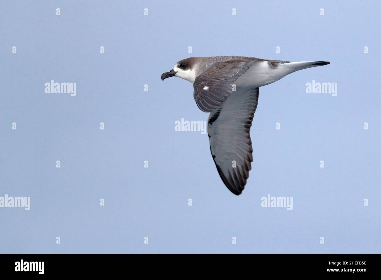 Juan Fernandez Petrel (Pterodroma externa), vue latérale en vol au large de l'île de Masafuera, îles Juan Fernandez, Chili 3rd mars 2020 Banque D'Images