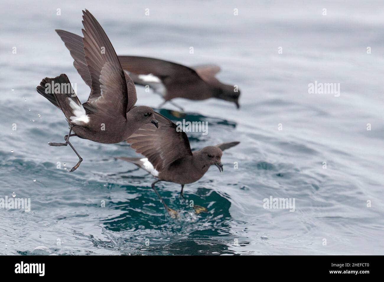 Wilson's Storm-Petrel (Oceanites oceanicus), trois oiseaux qui s'embrase à la surface de la mer, Humboldt Current, près des îles Juan Fernandez, Chili 10th mars 202 Banque D'Images